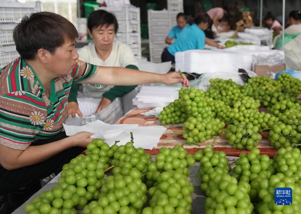 菠菜推荐论坛